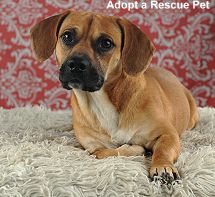 Adopt a Rescue Pet