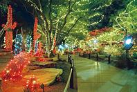 Ethel M Cactus Garden Holiday Lights
