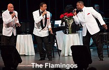 Flamingos