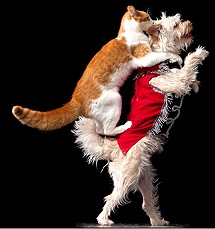 Gregory Popovich Comedy Pet Theater