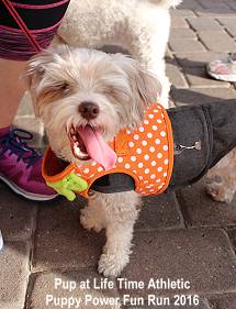 Life Time Athletic Pup at Puppy power Fun Run 2016