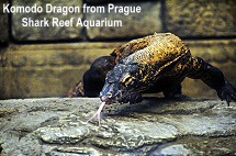 Shark Reef Aquarium Komodo Dragon from Prague