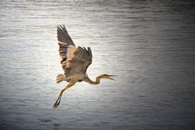 Wings and Wildlife Festival